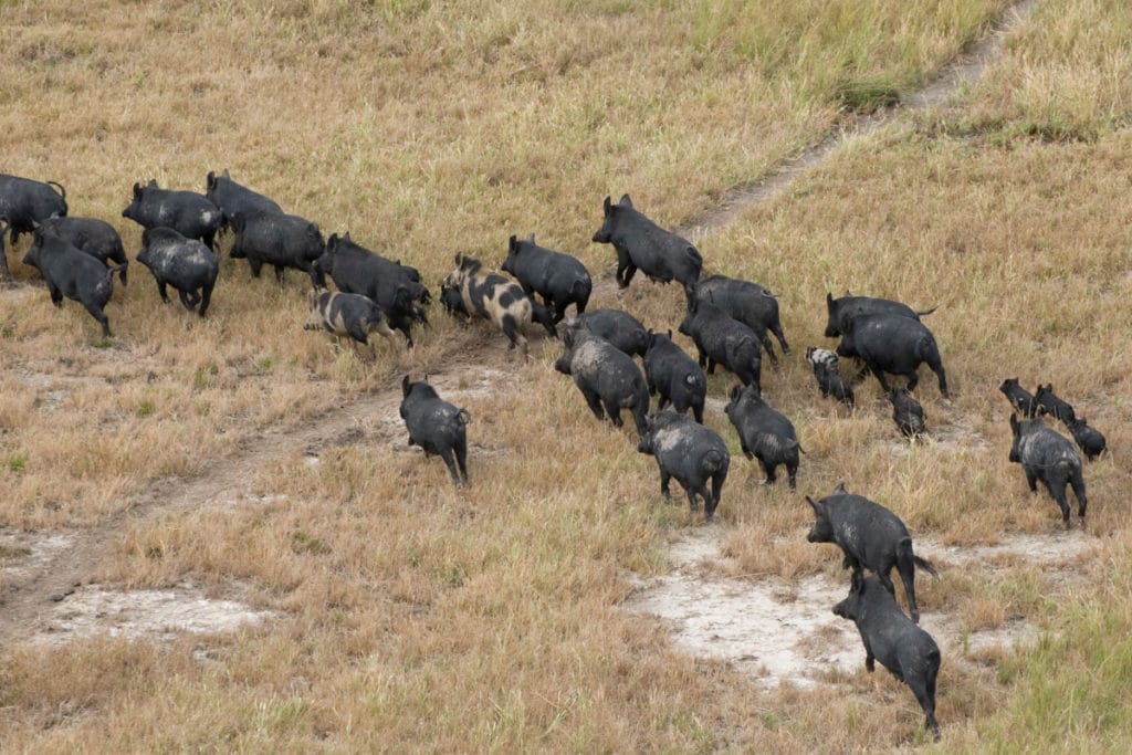 Where Did Feral Pigs Come From