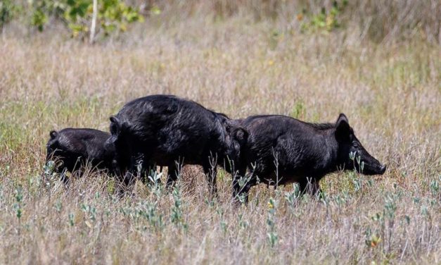 5 States With Relatively-New Hog Hunting Opportunities