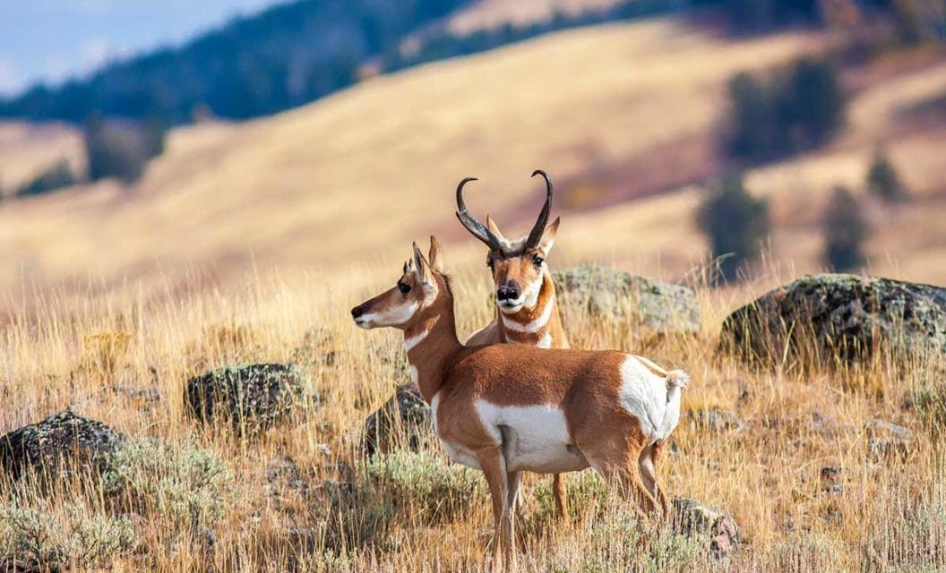 6 Best Pronghorn Antelope Hunting States