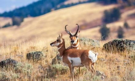 6 Best Pronghorn Antelope Hunting States
