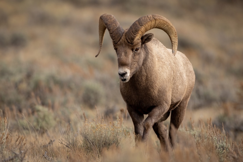 big sheep with horns