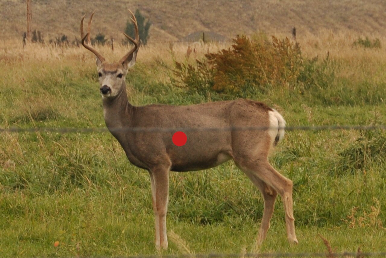 where to shoot deer with crossbow