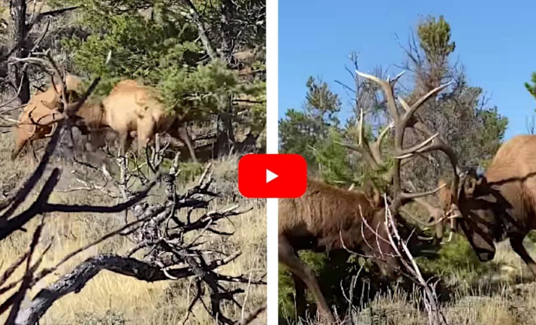 Bowhunters Nearly Get Trampled During Close, Knock-Down Elk Fight