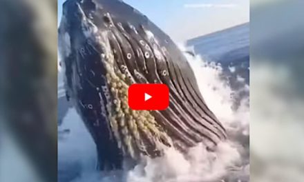 Breaching Whale Nearly Lands Inside Surprised Fishing Boat