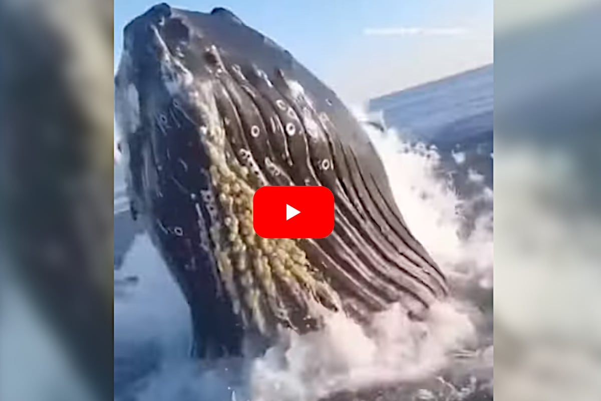 Breaching Whale Nearly Lands Inside Surprised Fishing Boat - Outdoor ...