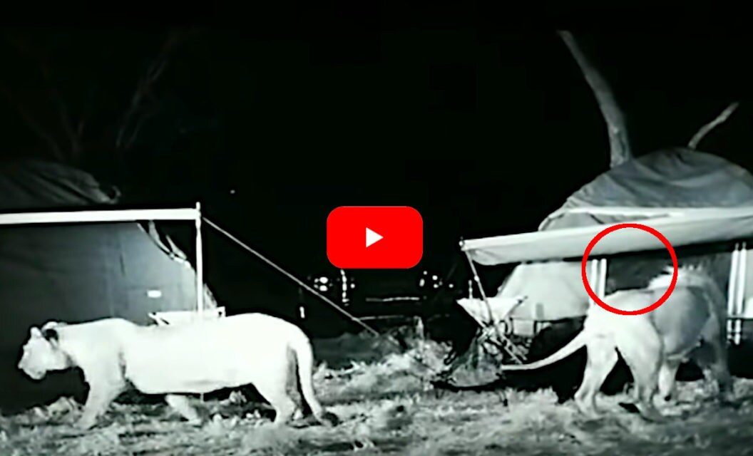 Campers Come Face To Face With Lions, With Only a Tent Separating Them