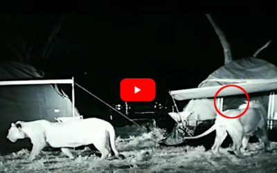 Campers Come Face To Face With Lions, With Only a Tent Separating Them