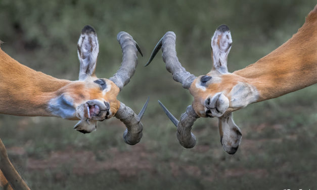 Capture Images That Tell A Story