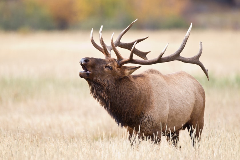 elk size