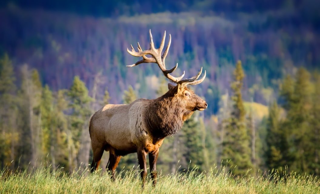 Elk Size: How Big Can They Get, and How Much Meat Do They Yield?