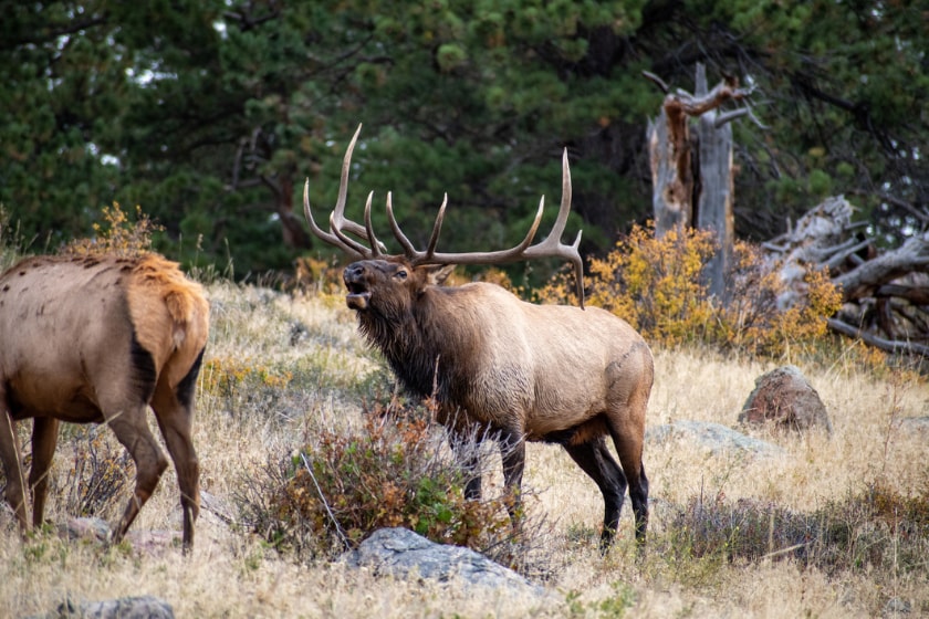 elk size