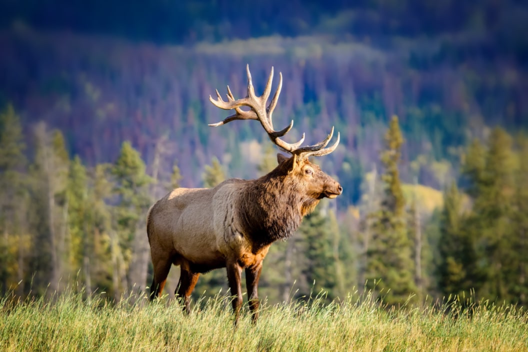 elk size