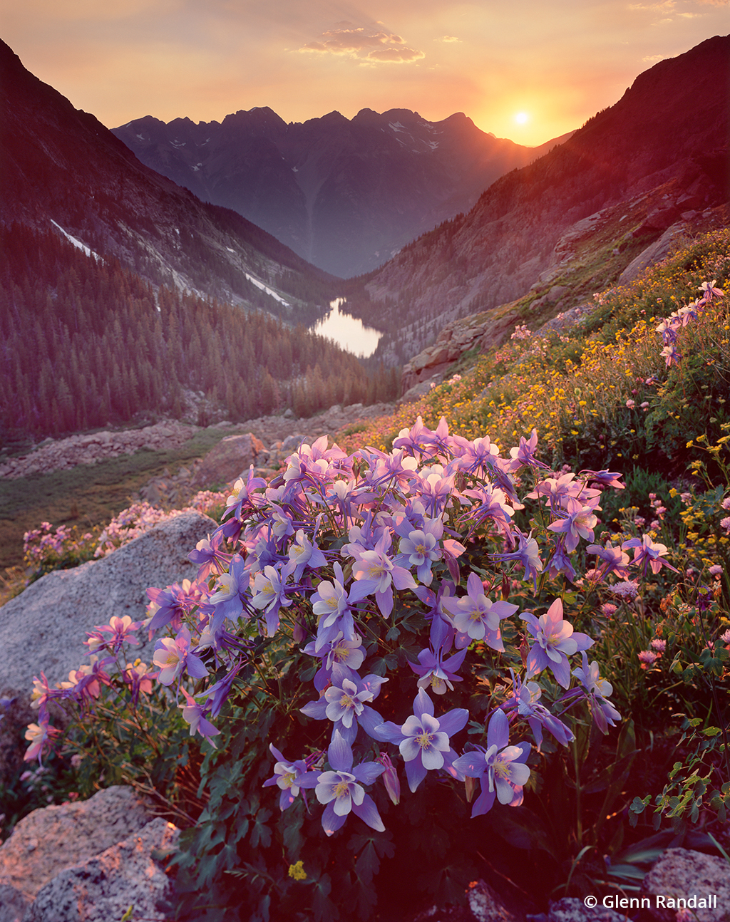 Photo of columbine in Ruby Basin at sunset