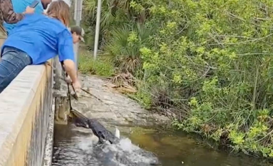 Florida Fisherman Tangles With Gator, Finally Reels in His Fish