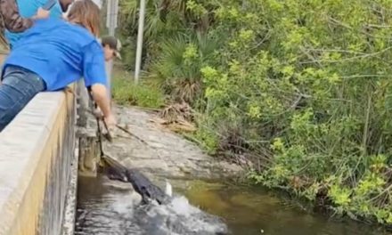 Florida Fisherman Tangles With Gator, Finally Reels in His Fish