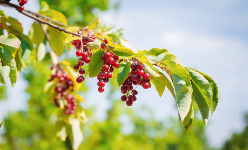 How to Identify, Harvest, and Cook Chokecherries