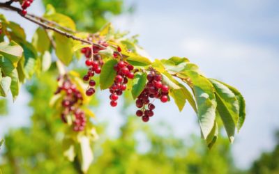 How to Identify, Harvest, and Cook Chokecherries