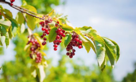 How to Identify, Harvest, and Cook Chokecherries