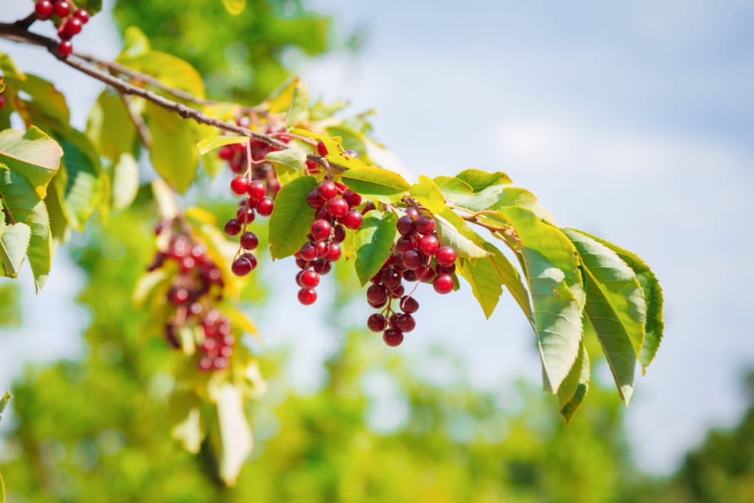 how to harvest chokecherries