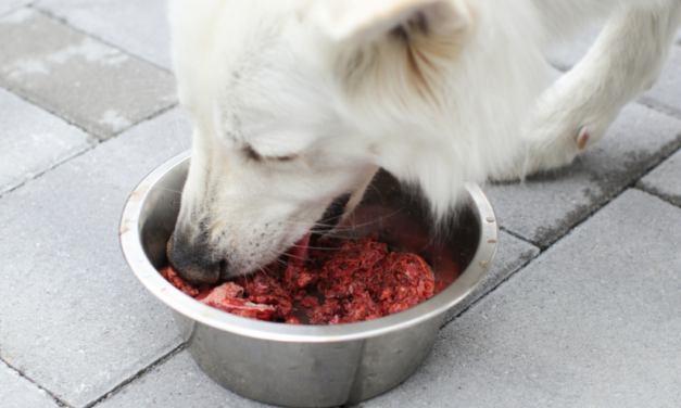 How to Make Healthy Venison Dog Food