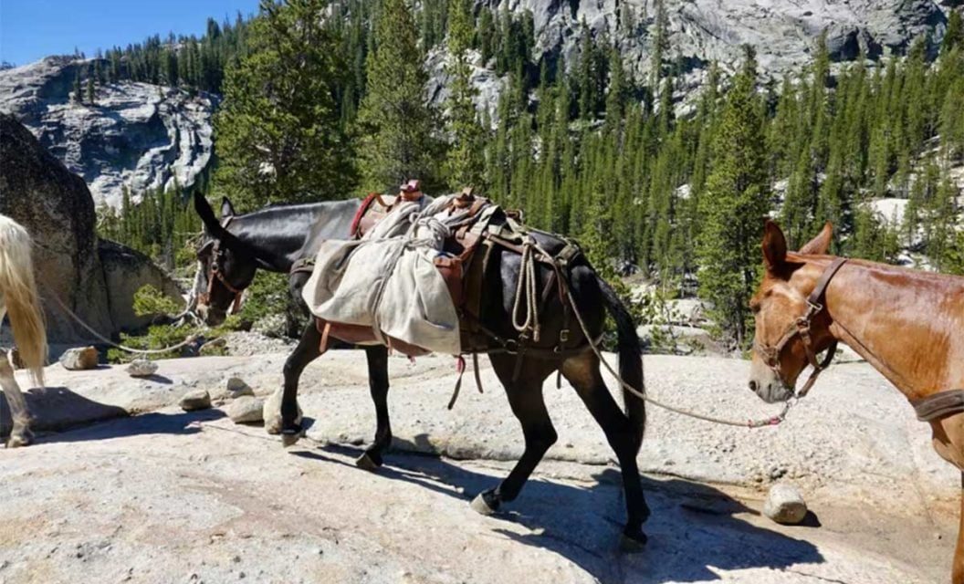 How to Pack Out an Elk With Horses
