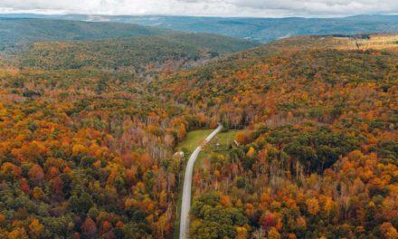 I Live in the Same Woods Where I Hunt—Here’s What It’s Like