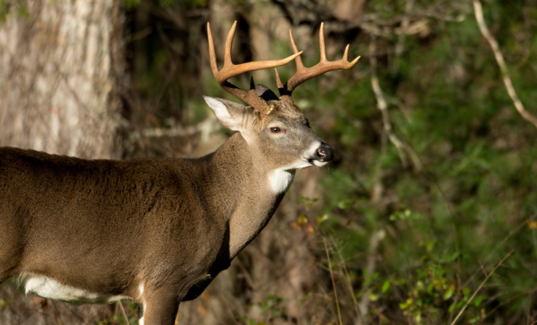 Kentucky Hunting License: What You Need to Know Before You Go