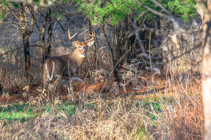 Kentucky Hunting License What You Need to Know Before You Go Outdoor