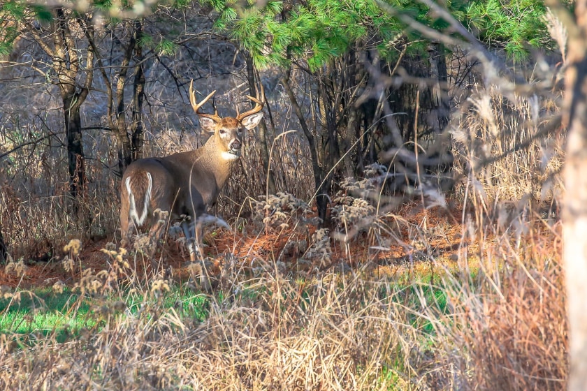 kentucky hunting license