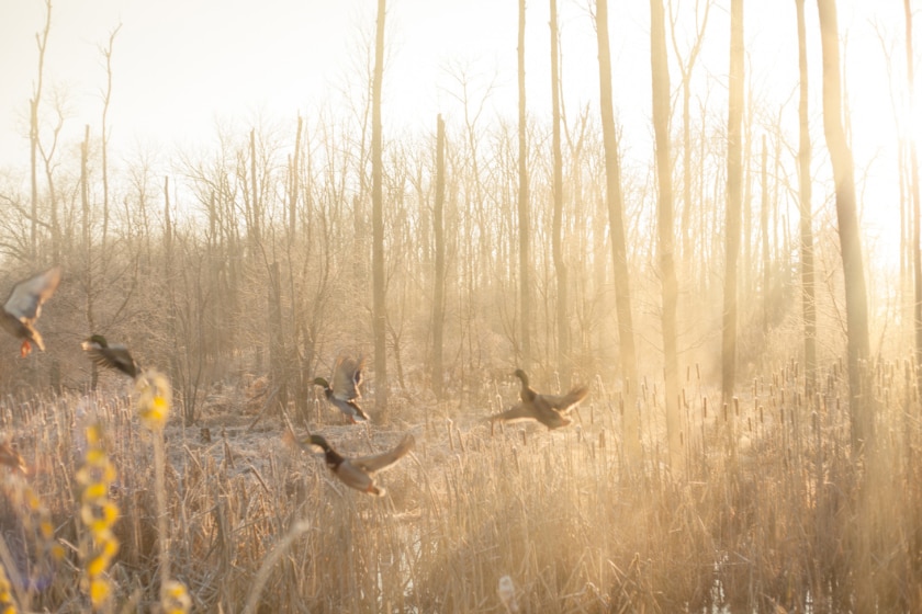 kentucky hunting license