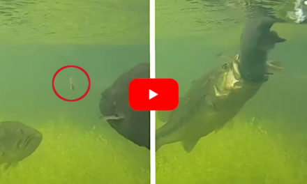 Largemouth and Smallmouth Battle Over Same Bait in Wild Video