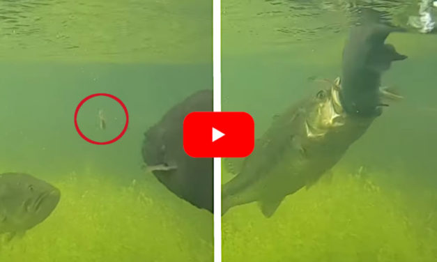 Largemouth and Smallmouth Battle Over Same Bait in Wild Video