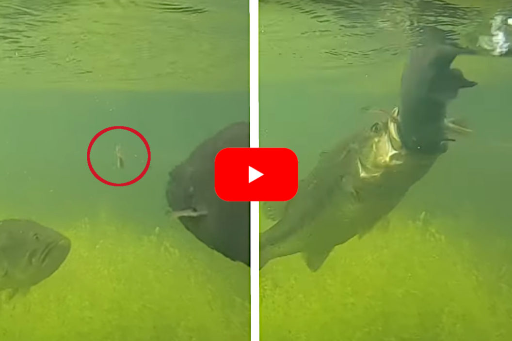 Largemouth vs Smallmouth