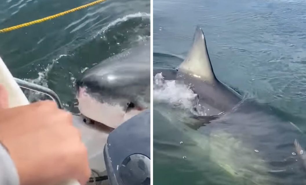 Massive Great White Shark Attempts to Bite Boat