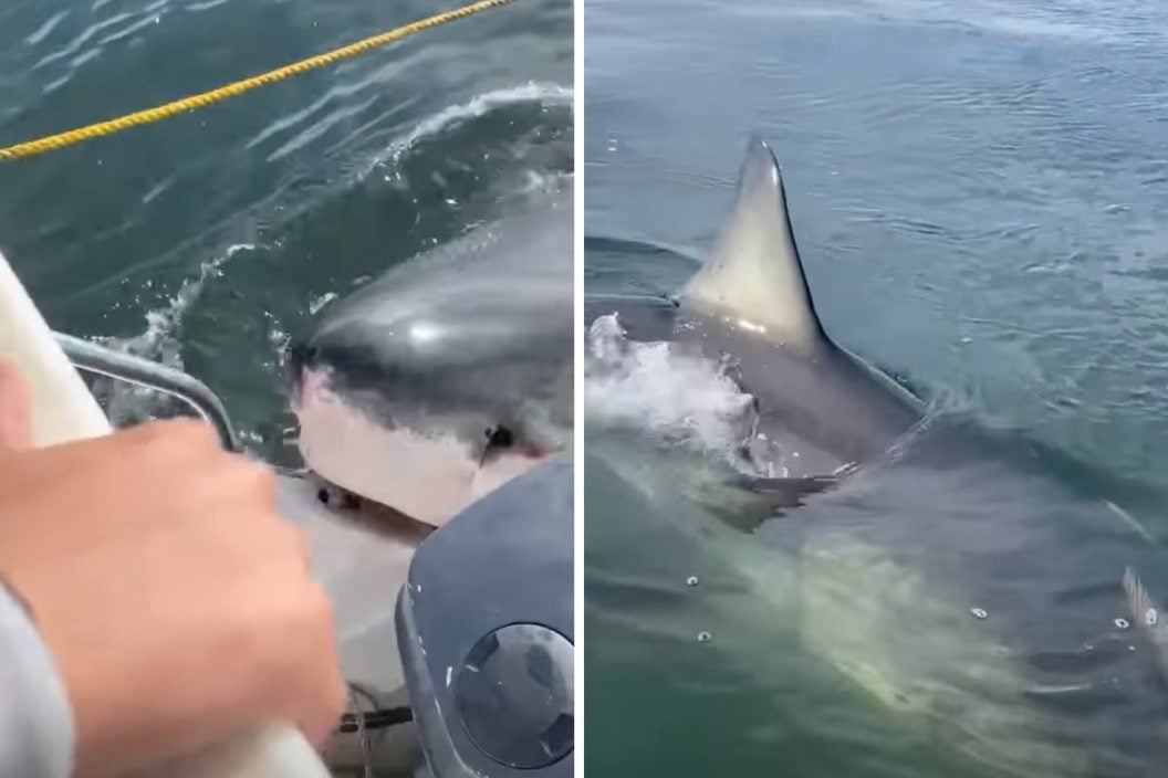 Great white shark circles boat