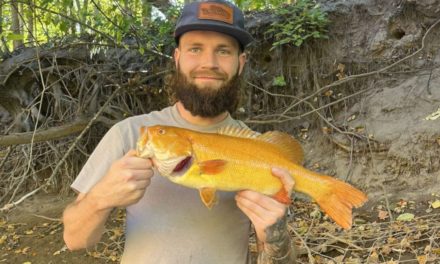 Michigan Angler Reels in Rare Golden Smallmouth Bass