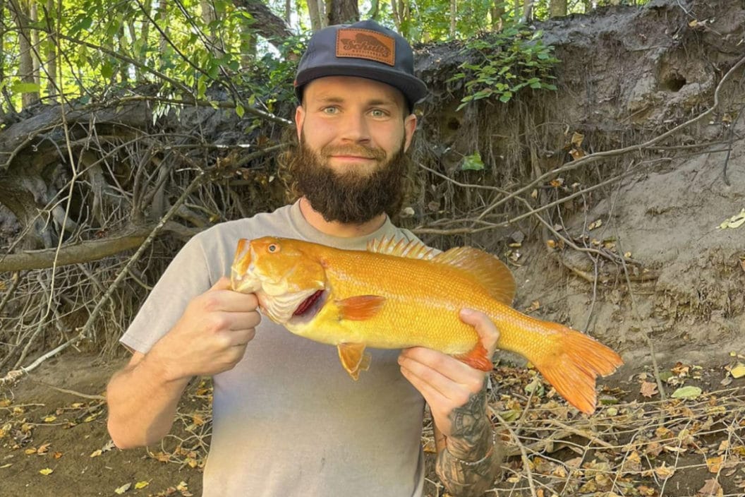 Golden Smallmouth