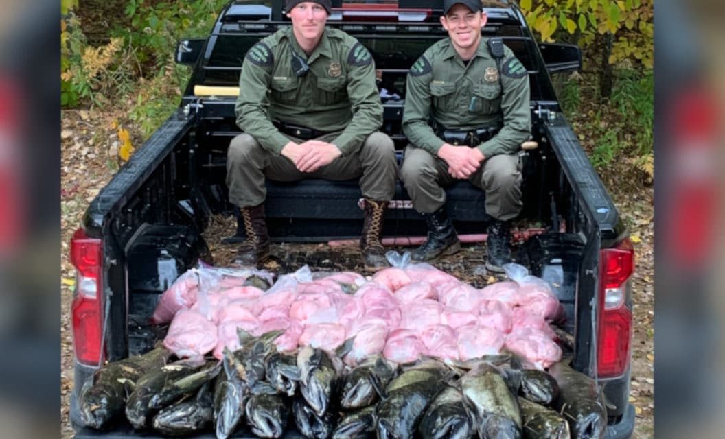 Michigan DNR Seizes 460 Pounds of Poached Salmon, Poachers Facing Heavy Fines