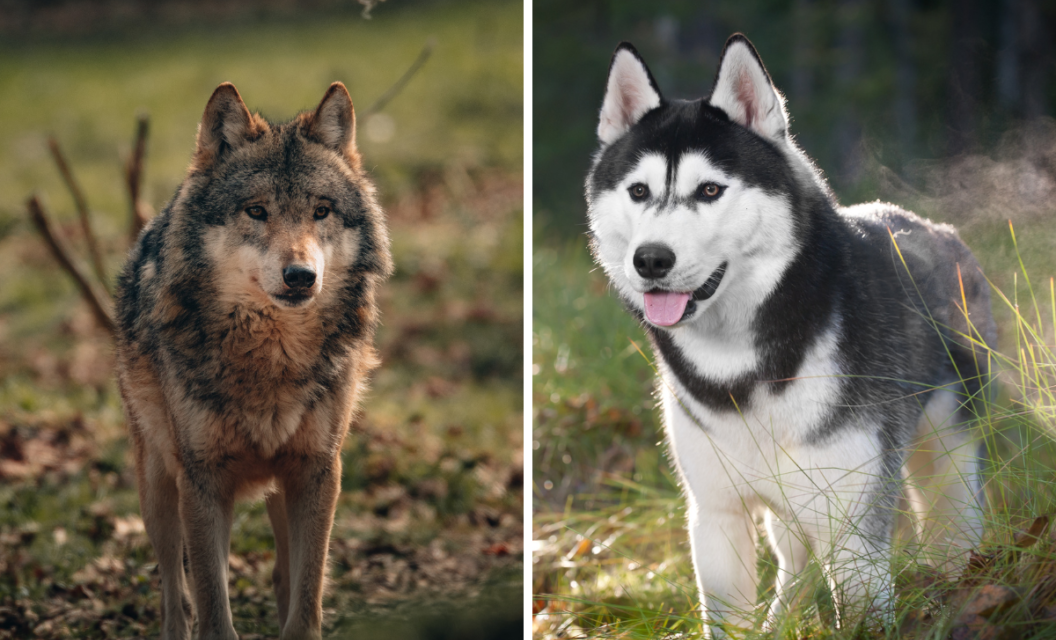 Montana Woman Cited for Animal Cruelty After Mistaking a Husky for a Wolf and Shooting It