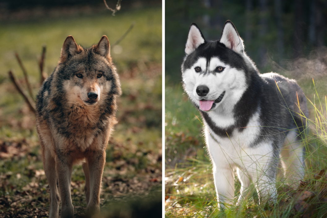wolf and siberian husky