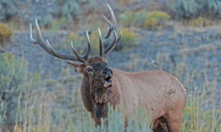 Over Half a Million Dollars Raised for Conservation Efforts in Virginia’s First-Ever Managed Elk Hunt