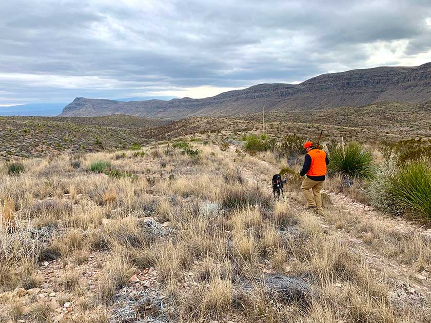 quail hunting