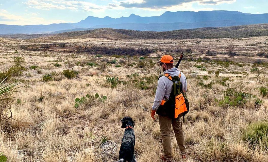 Plan a Quail Hunt With an Outfitter First, Then a DIY Trip Second