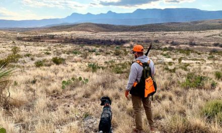 Plan a Quail Hunt With an Outfitter First, Then a DIY Trip Second