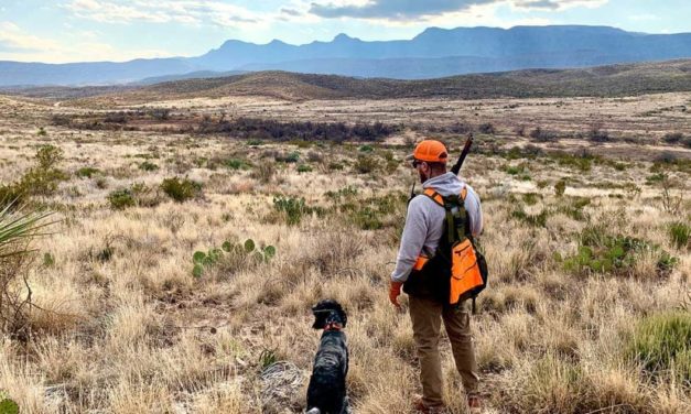 Plan a Quail Hunt With an Outfitter First, Then a DIY Trip Second