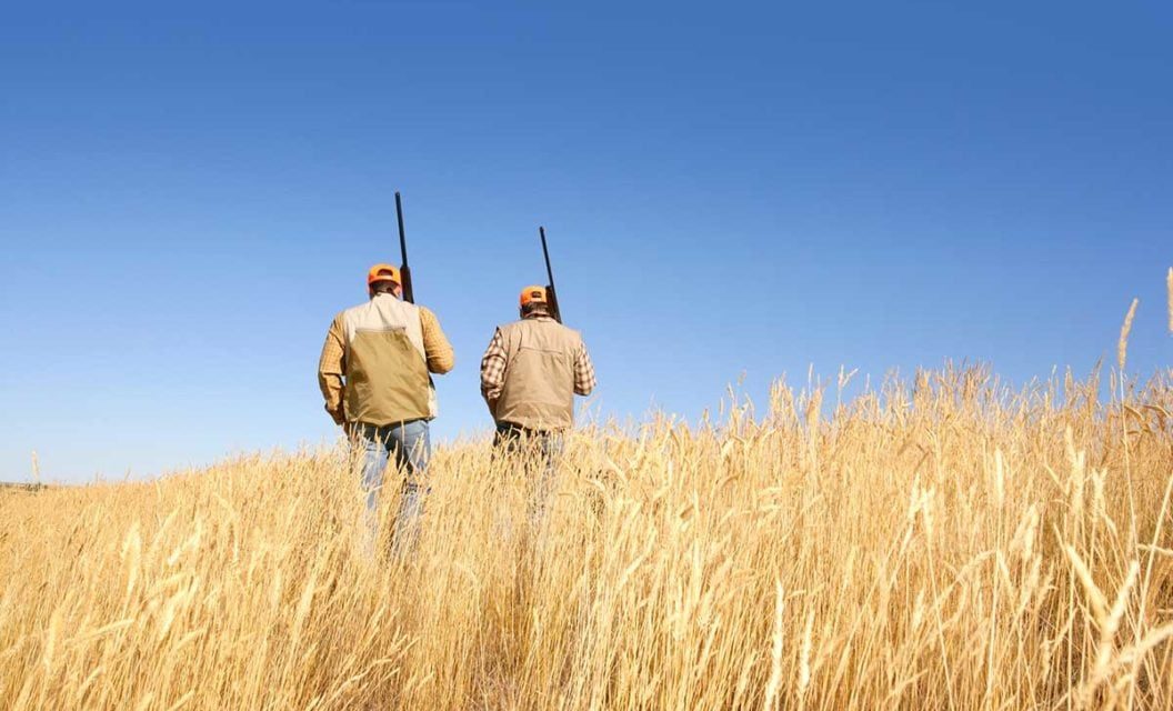 Recognizing the Upland Bird Hunting in California