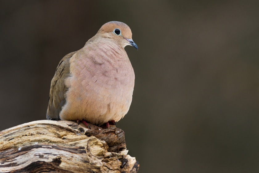 california bird hunting