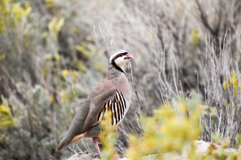 california bird hunting