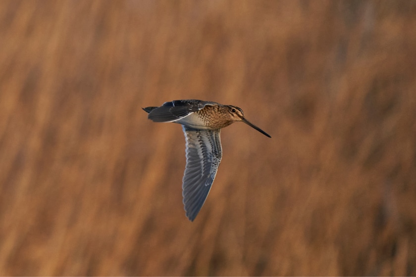 california bird hunting