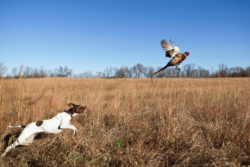 dog chasing pheasant
